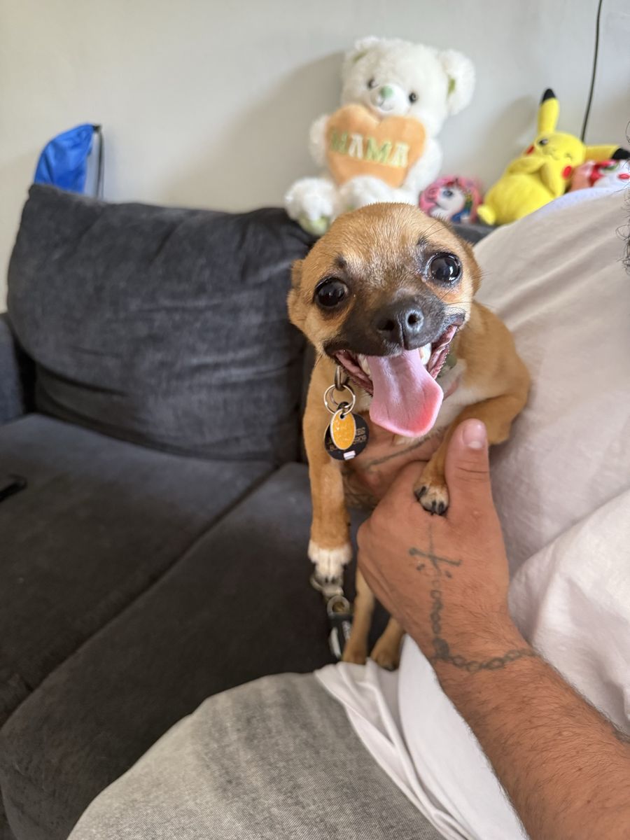Chihuahua rehoming