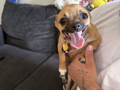 Chihuahua rehoming