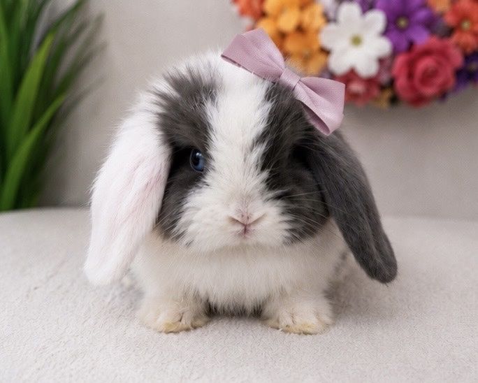 Cuddle Buns VM Blue Magpie Holland Lop Doe - Unique Ears & Blue Eyes V