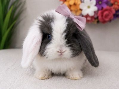Cuddle Buns VM Blue Magpie Holland Lop Doe - Unique Ears & Blue Eyes V