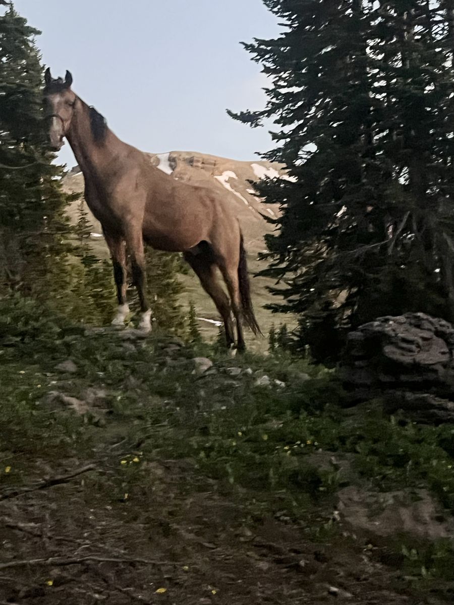 Tennessee Walking gelding