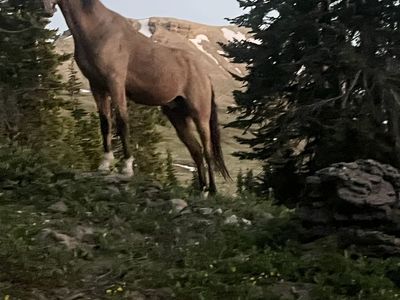 Tennessee Walking gelding