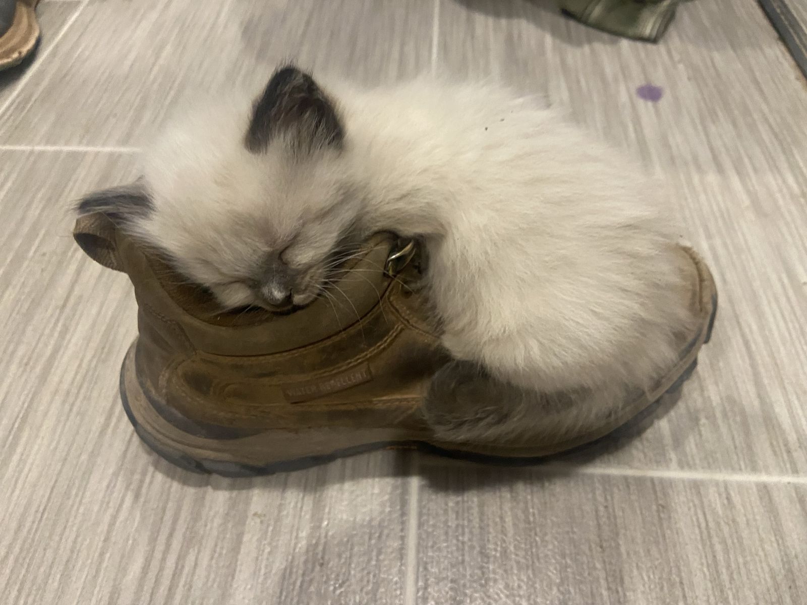 Ragdoll kittens