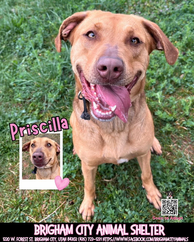 Priscilla is looking for a new home!