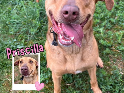 Priscilla is looking for a new home!