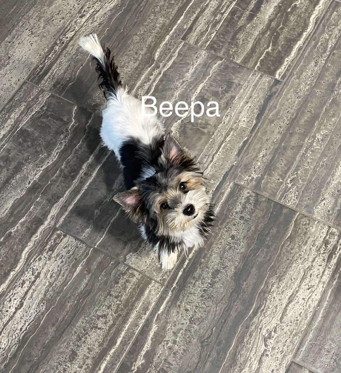 Yorkie-KB Black Parti