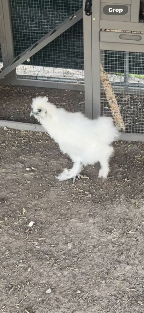 Silkie rooster and bantam roosters