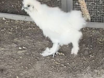 Silkie rooster and bantam roosters