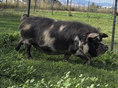 Kunekune Breeding Stock