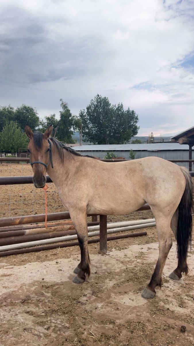 2 year old quarter draft mare