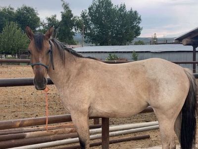 2 year old quarter draft mare