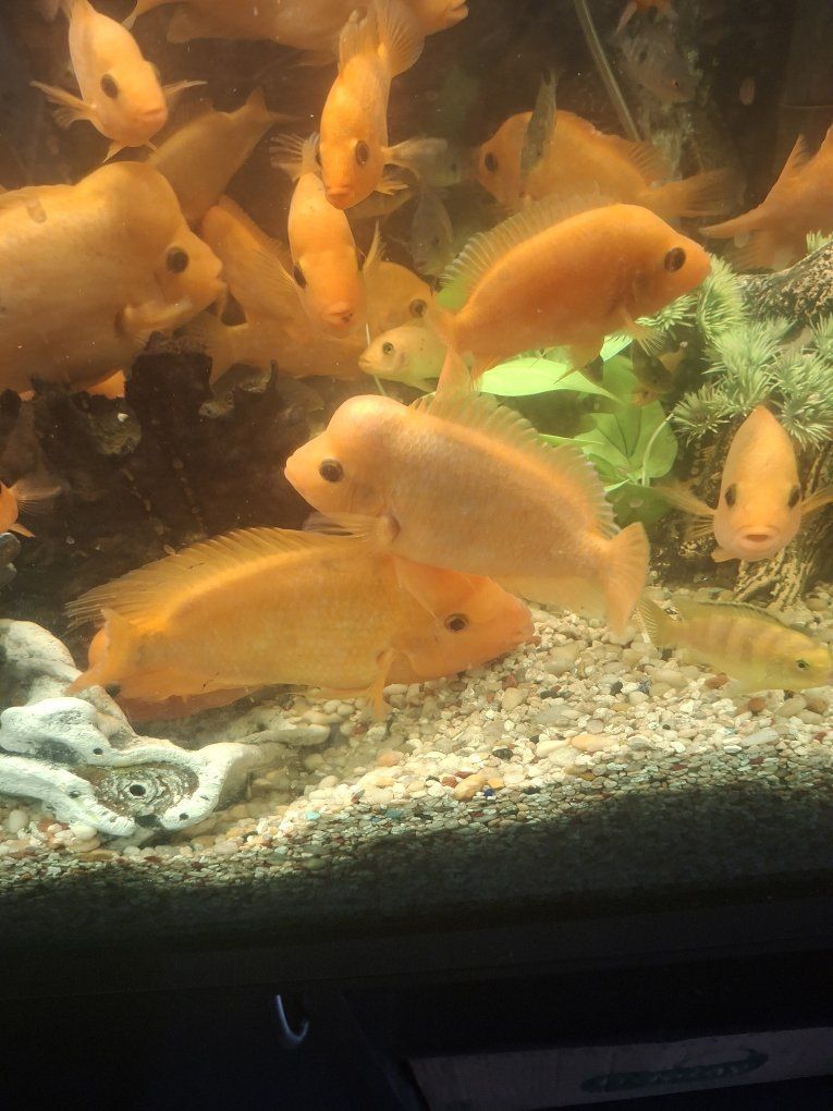 midas cichlids