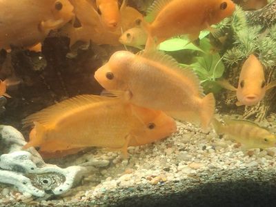 midas cichlids