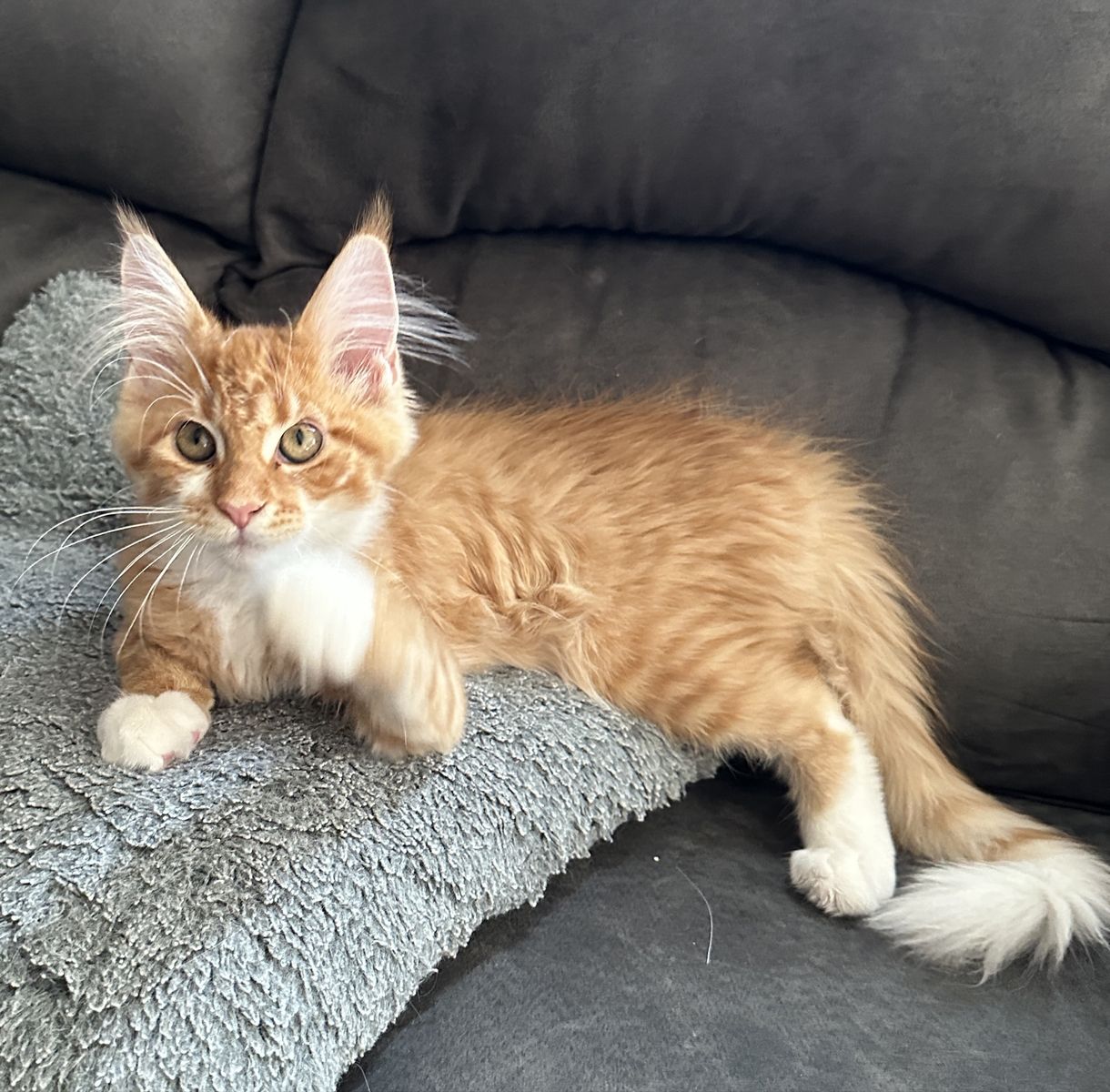 TICA Maine Coon kittens - 20% off for 4th July
