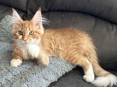 TICA Maine Coon kittens - 20% off for 4th July