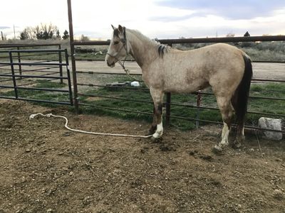 3 year old gelding