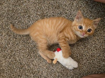 Male Kitten