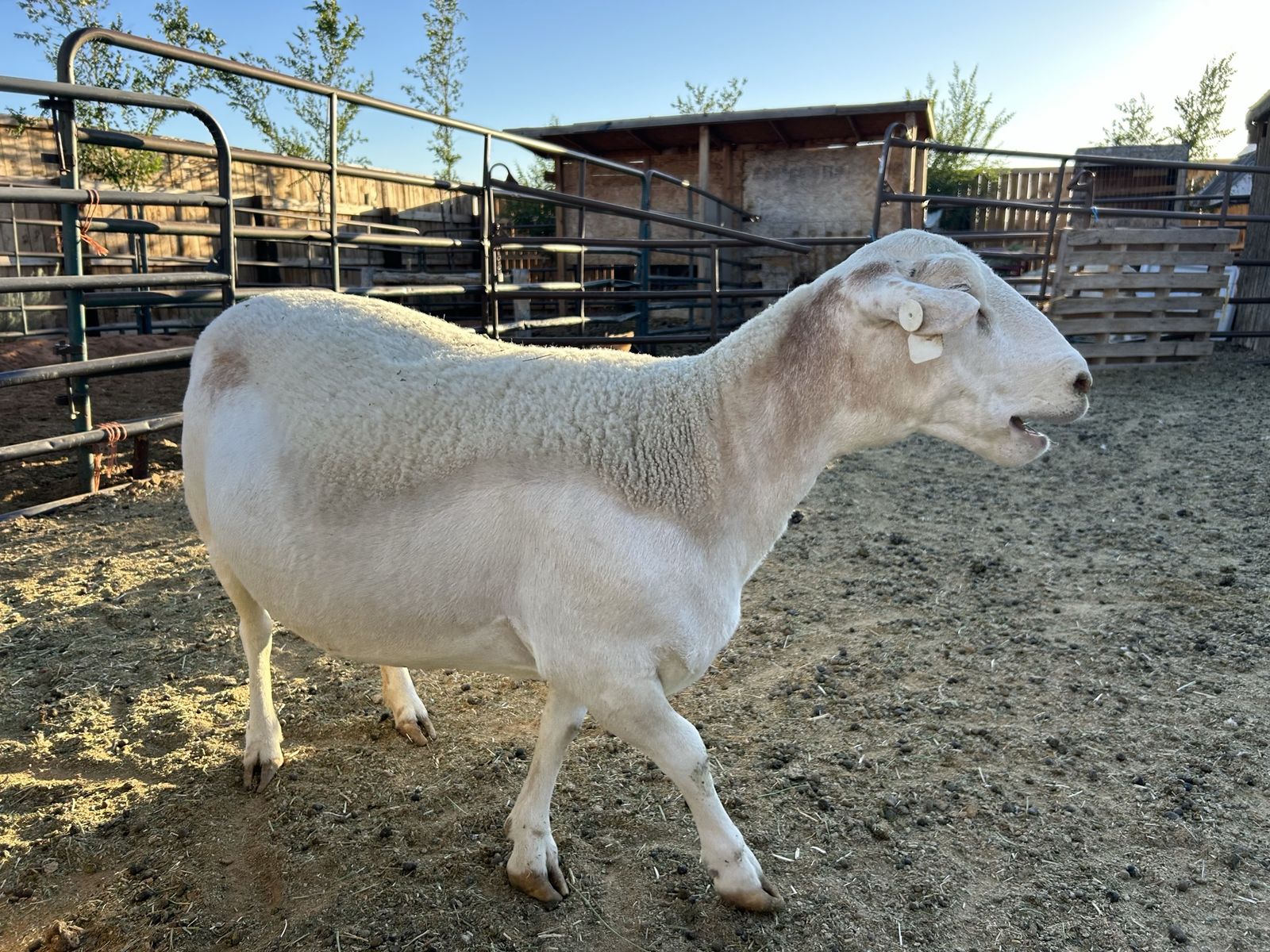 Dorper Ewe Sheep for Sale