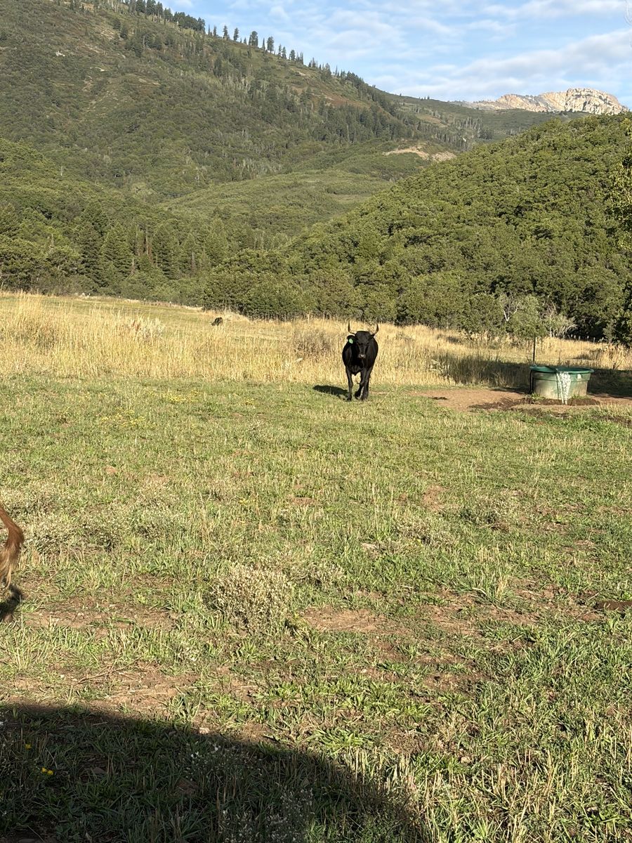 Bred cows