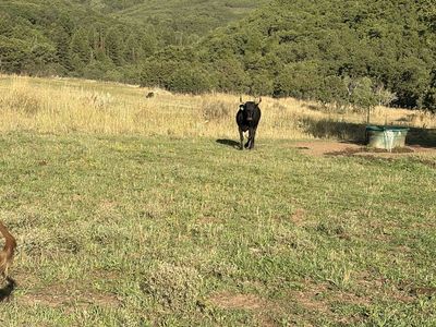 Bred cows