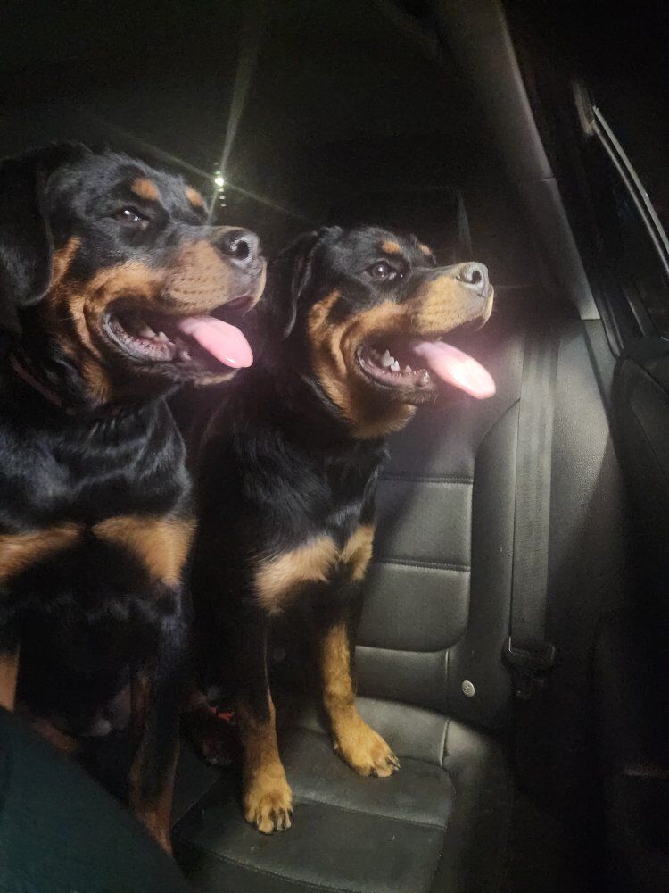 Rottweilers