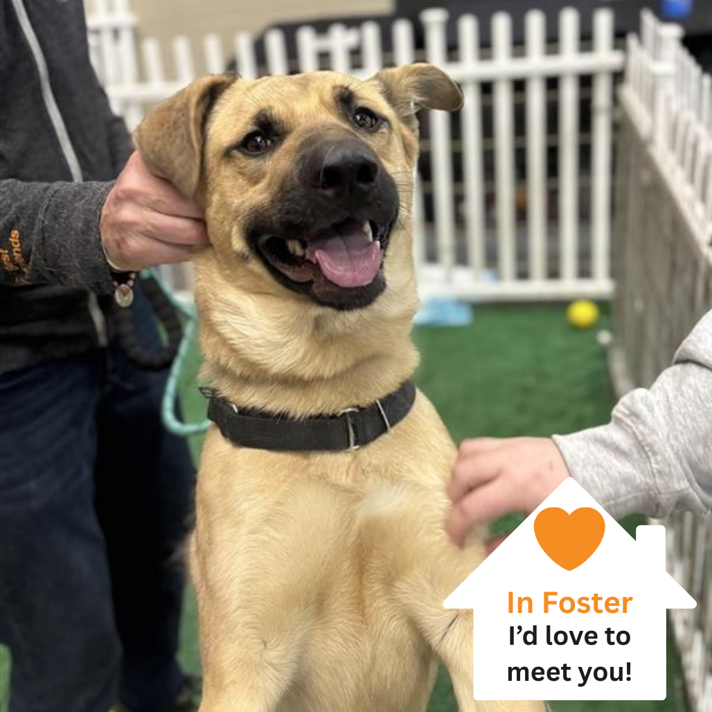 Hello my name is Scooby