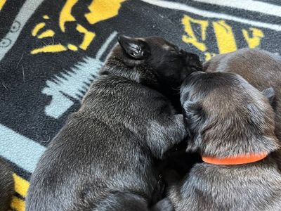 Belgian Malinois