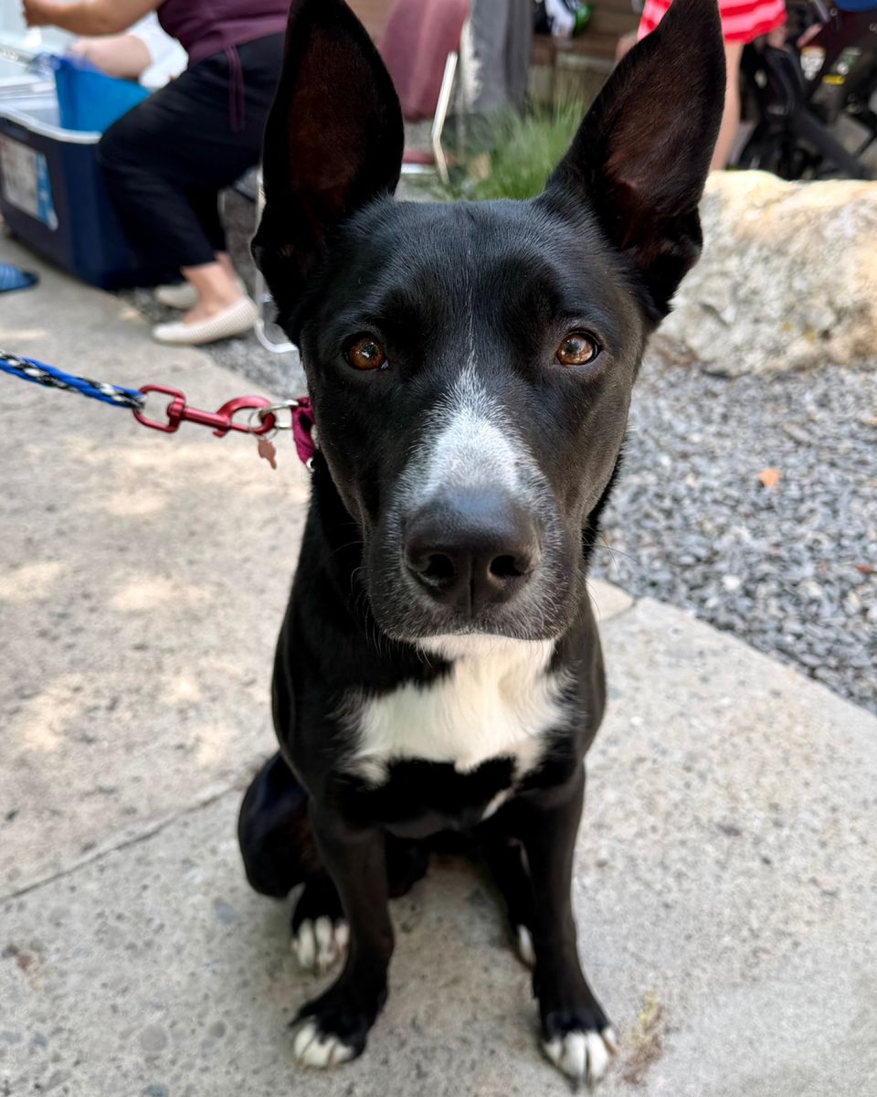 Maximus Prime wants to leave the shelter!