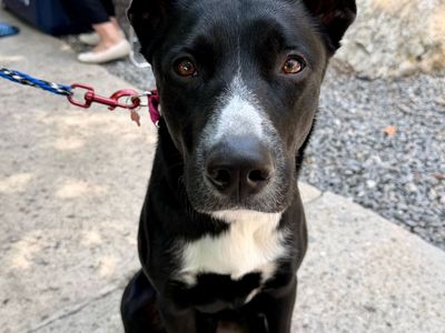 Maximus Prime wants to leave the shelter!