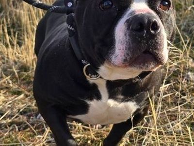 Meet Minka: A Pint-Sized Queen Seeking a Loyal Guardian