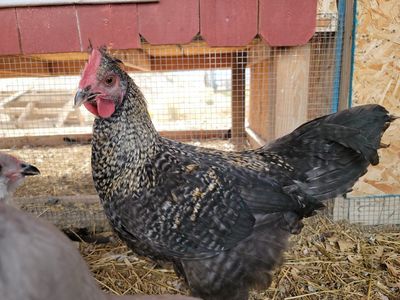 F1 and Speckled Olive Egger Young Roosters!
