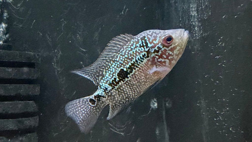 Flowerhorn 