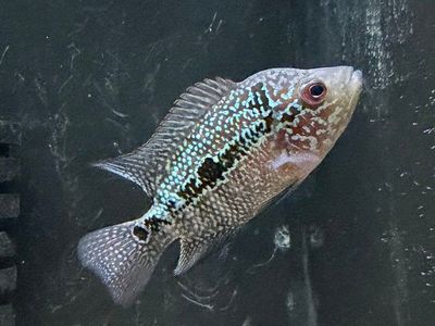 Flowerhorn