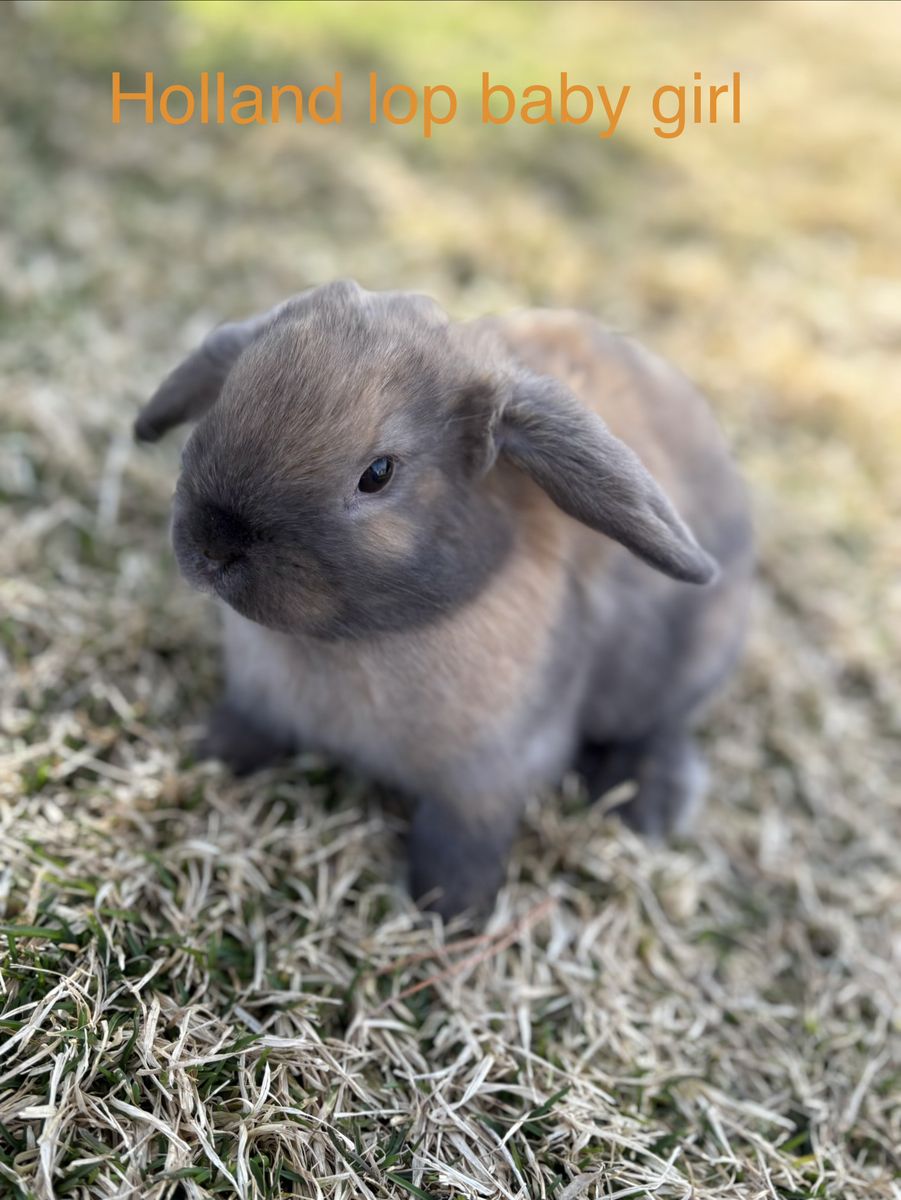 Holland Lop