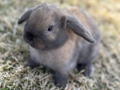 Holland Lop