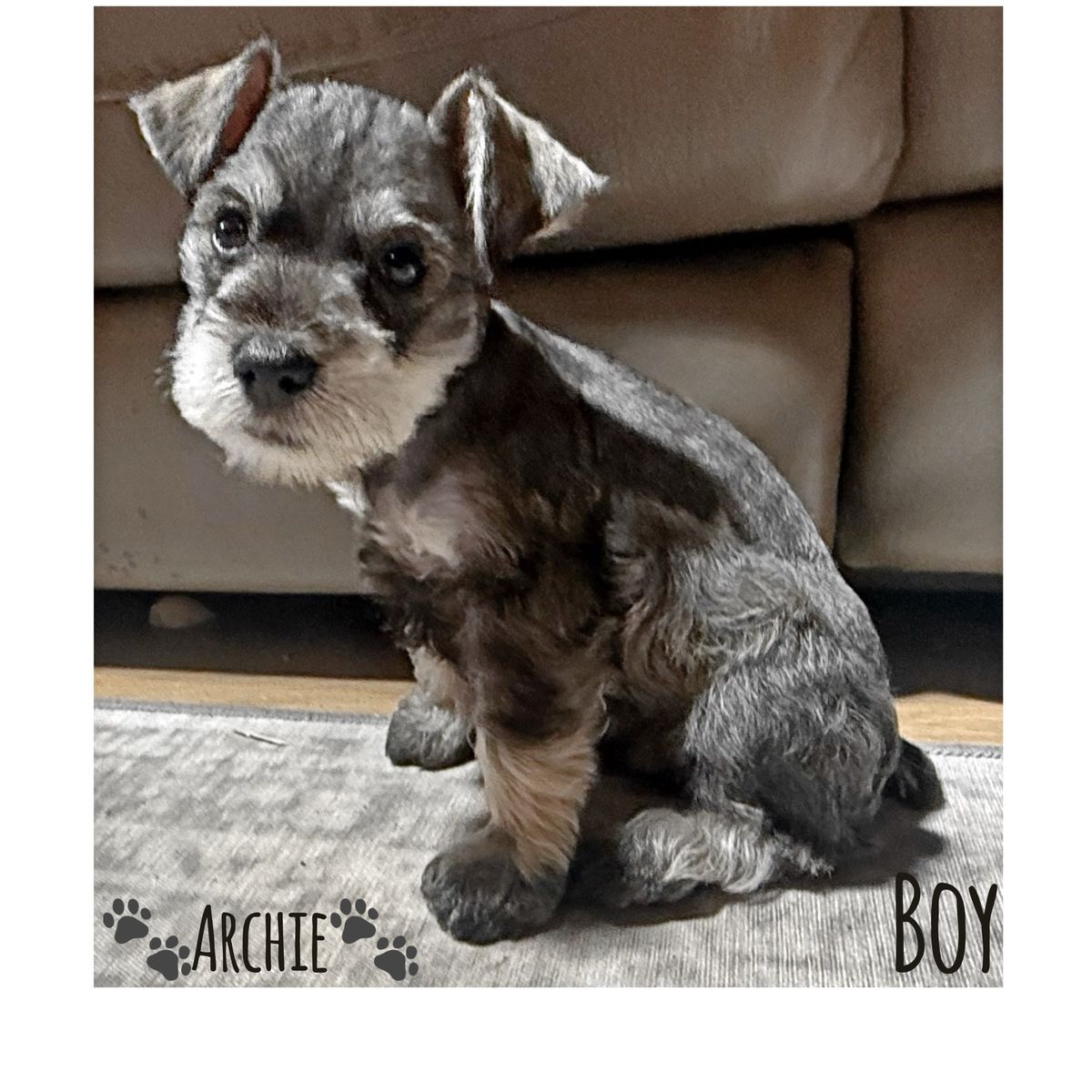 Purebred Miniture Schnauzer 