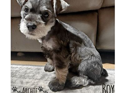 Purebred Miniture Schnauzer
