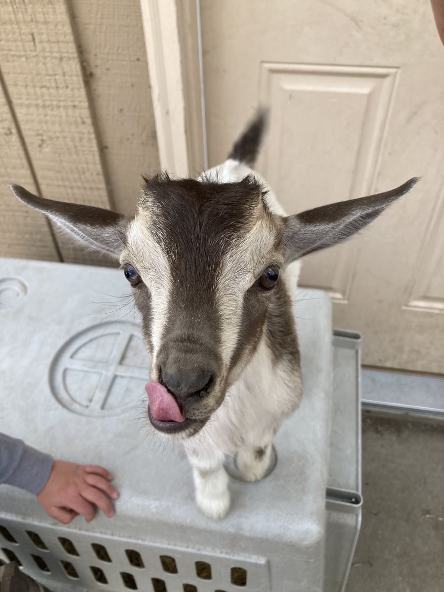Friendly bottle-raised Nigerian Dwarf wether