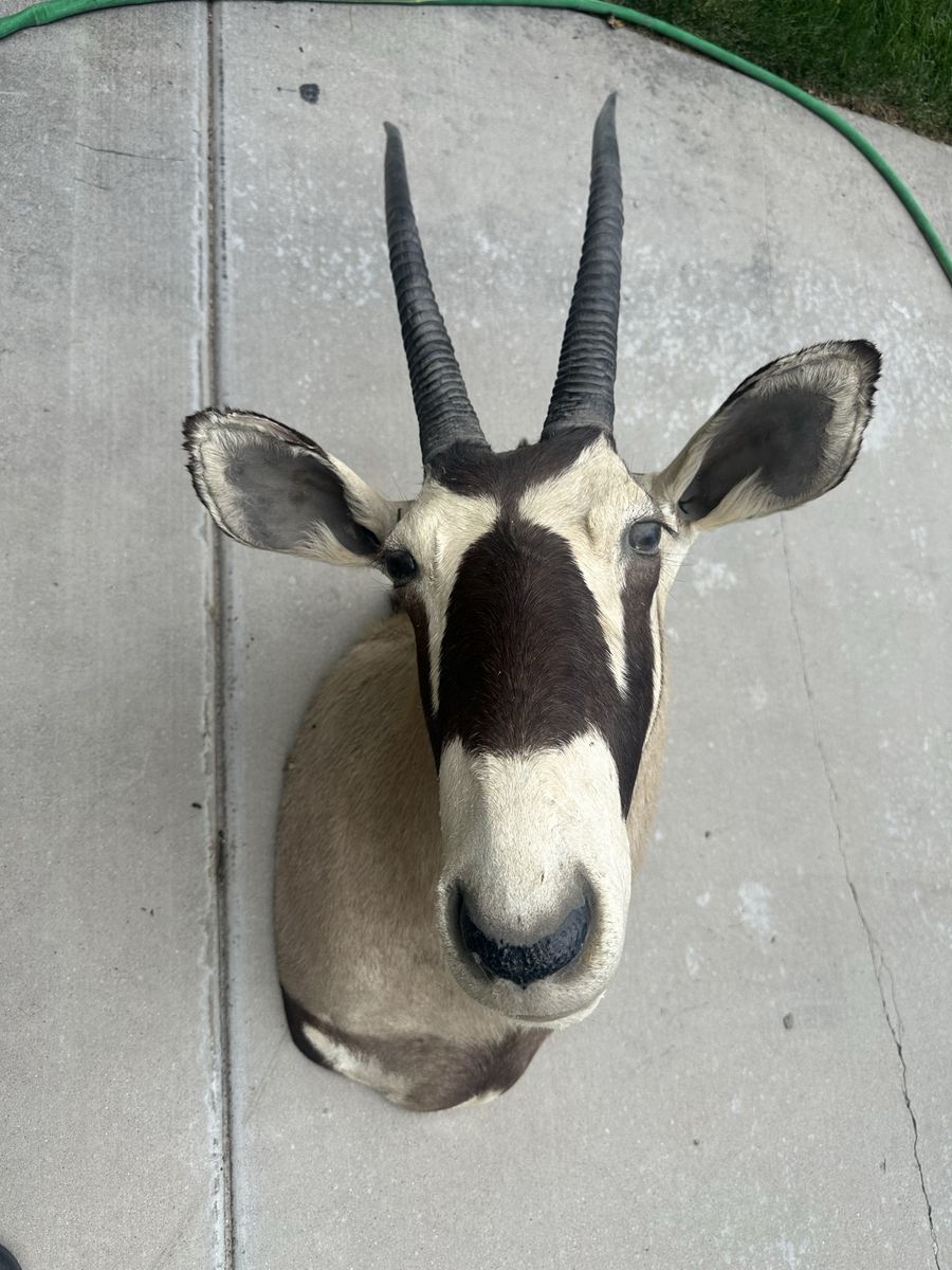 Gemsbok Antelope Taxidermy Shoulder Mount - Lodge/Cabin Decor, Under 40" Horns, Ear Imperfection