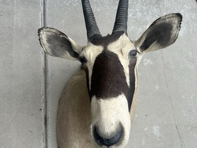 Gemsbok Antelope Taxidermy Shoulder Mount - Lodge/Cabin Decor, Under 40" Horns, Ear Imperfection