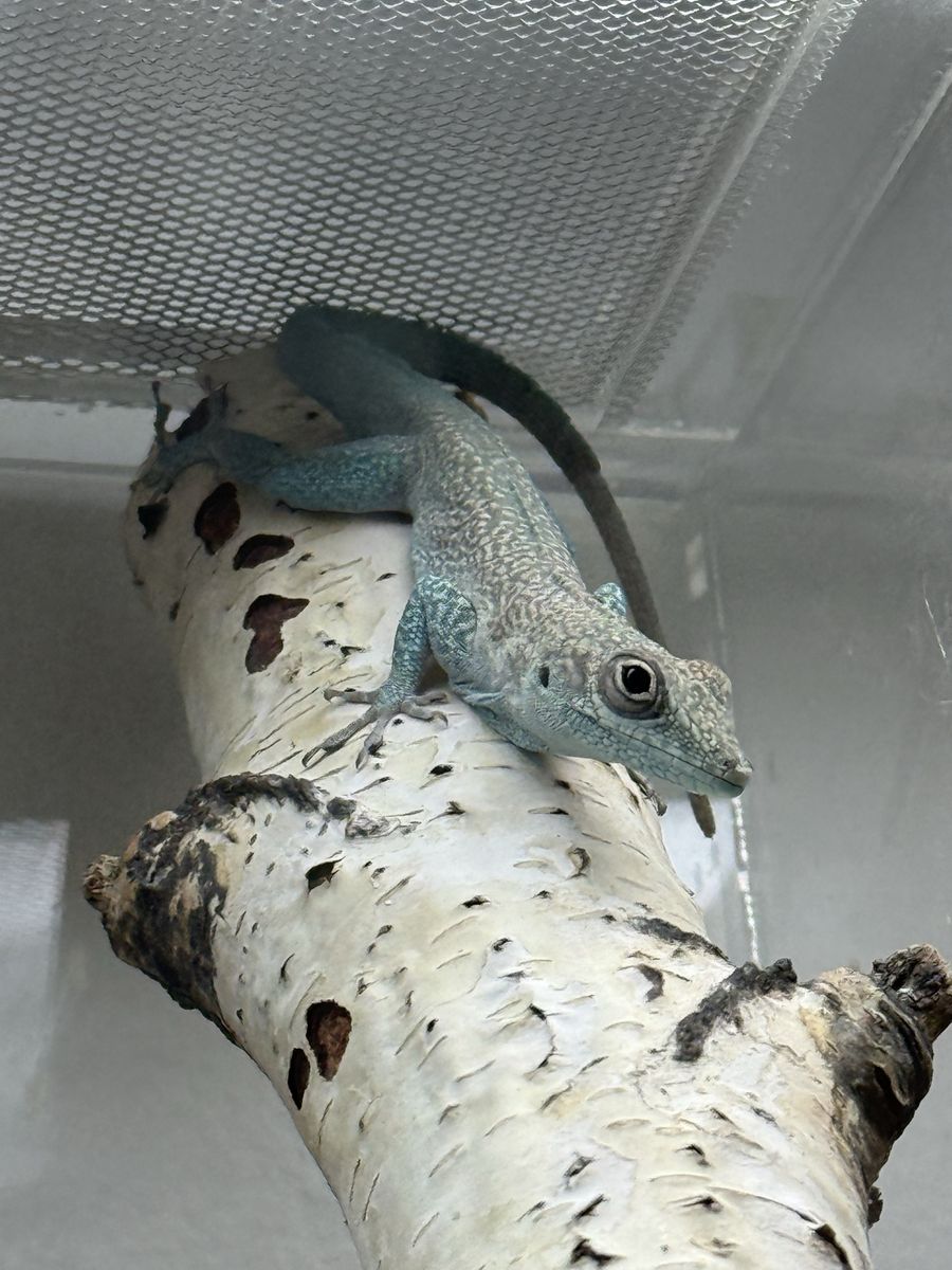 Rare Anole Lizards for Sale - Fire Red Sagrei, Allisoni, Conspersus Lewisi, Trois Rivière