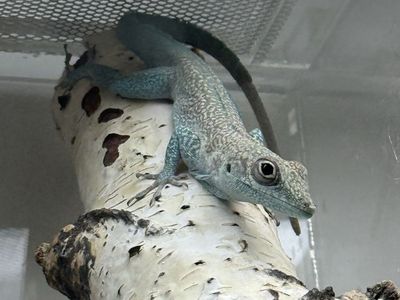Rare Anole Lizards for Sale - Fire Red Sagrei, Allisoni, Conspersus Lewisi, Trois Rivière