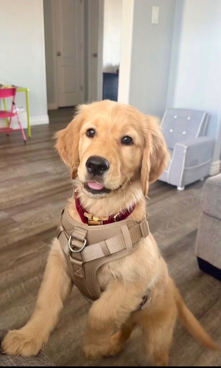 4 Months old Male Golden Retriever Puppy