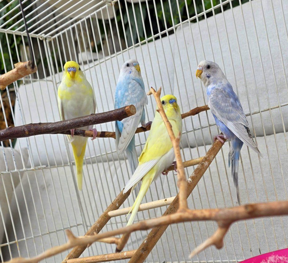 Young and weaned parakeets