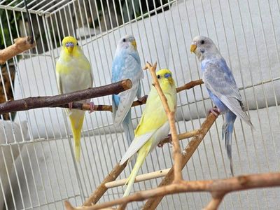 Young and weaned parakeets