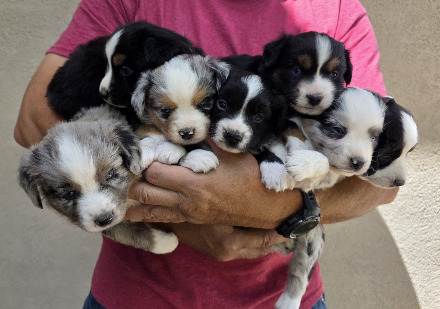 Mini Australian Shepherd Puppies - Ready for Loving Homes!