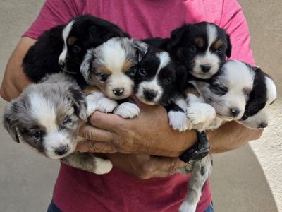 Mini Australian Shepherd Puppies - Ready for Loving Homes!