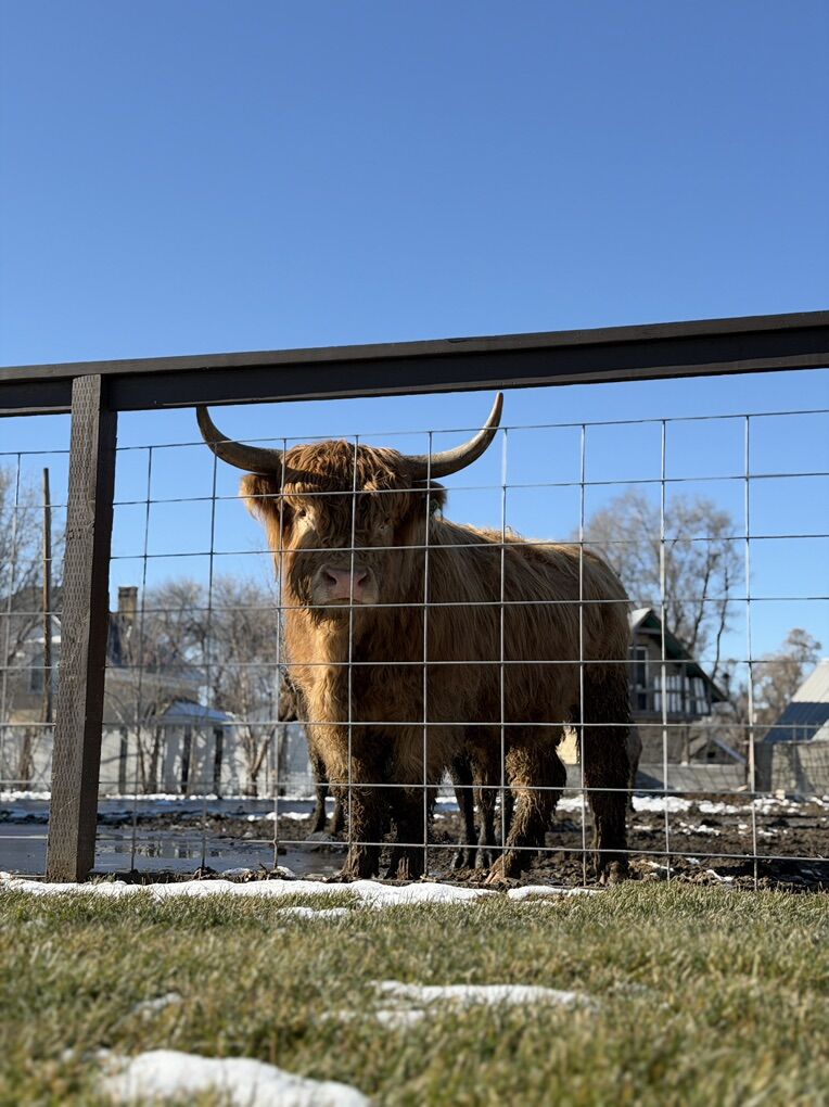 Purebred Scottish Highland Proven Bull