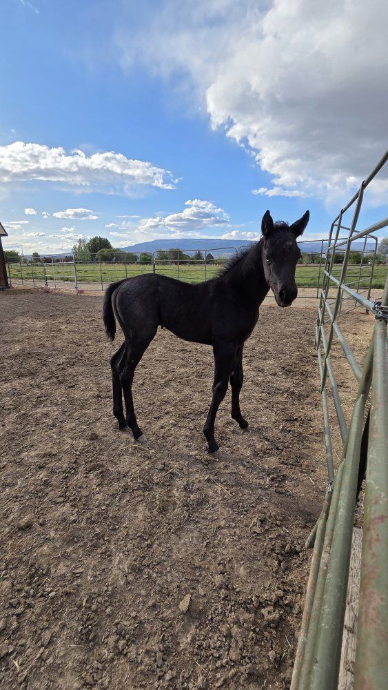 Blue Roan Filly, AQHA