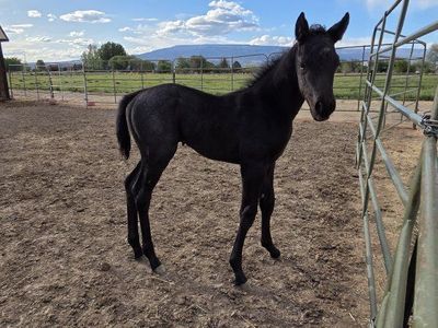 Blue Roan Filly, AQHA